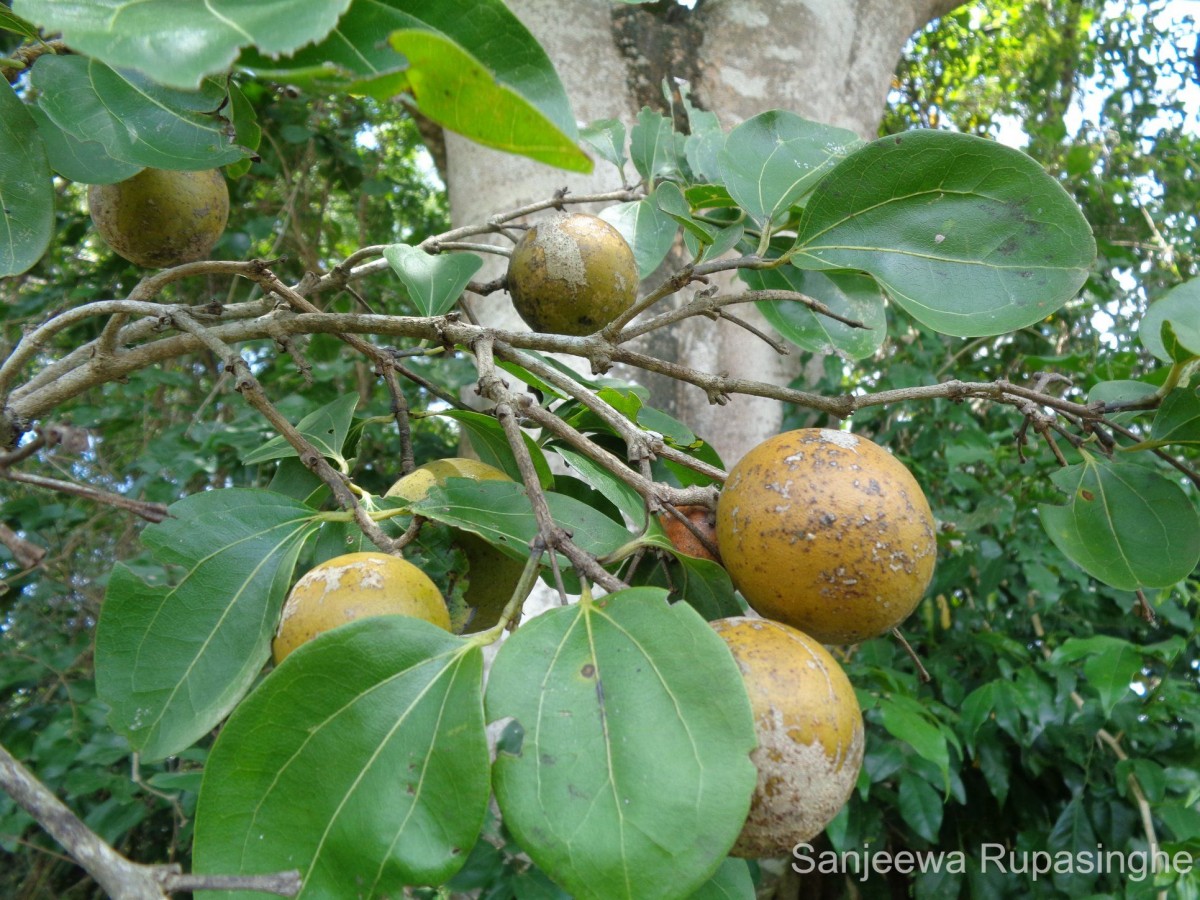 Strychnos nux-vomica L.